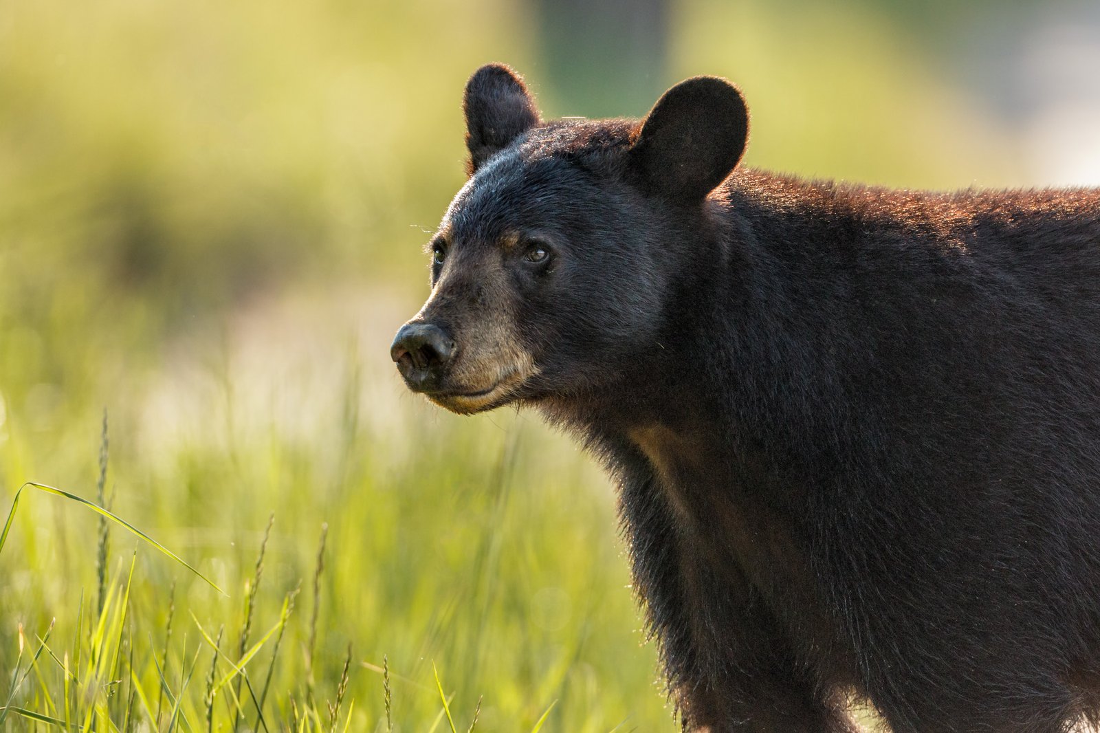 Heading ⁣3: Protecting Wildlife Habitats: Ethical Guidelines ⁤and Responsible Practices for Wildlife Viewing