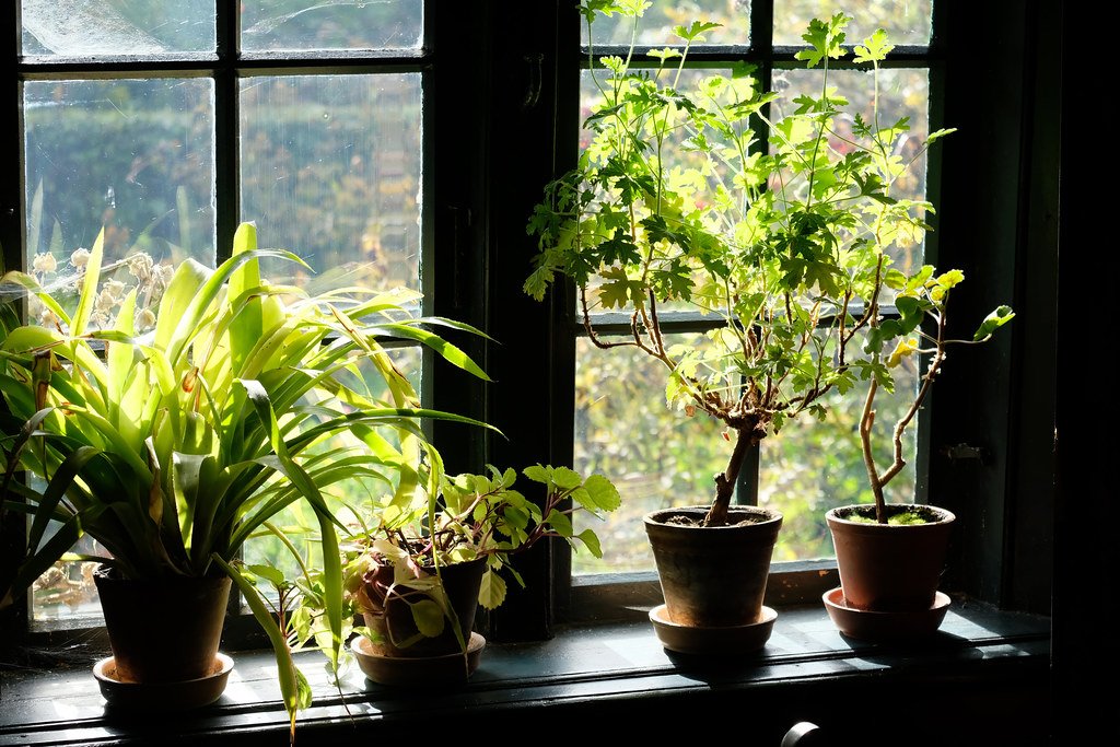 Nurturing and‌ Maintaining ​Healthy Indoor Plants: ‌Essential Care Tips ⁢and Tricks