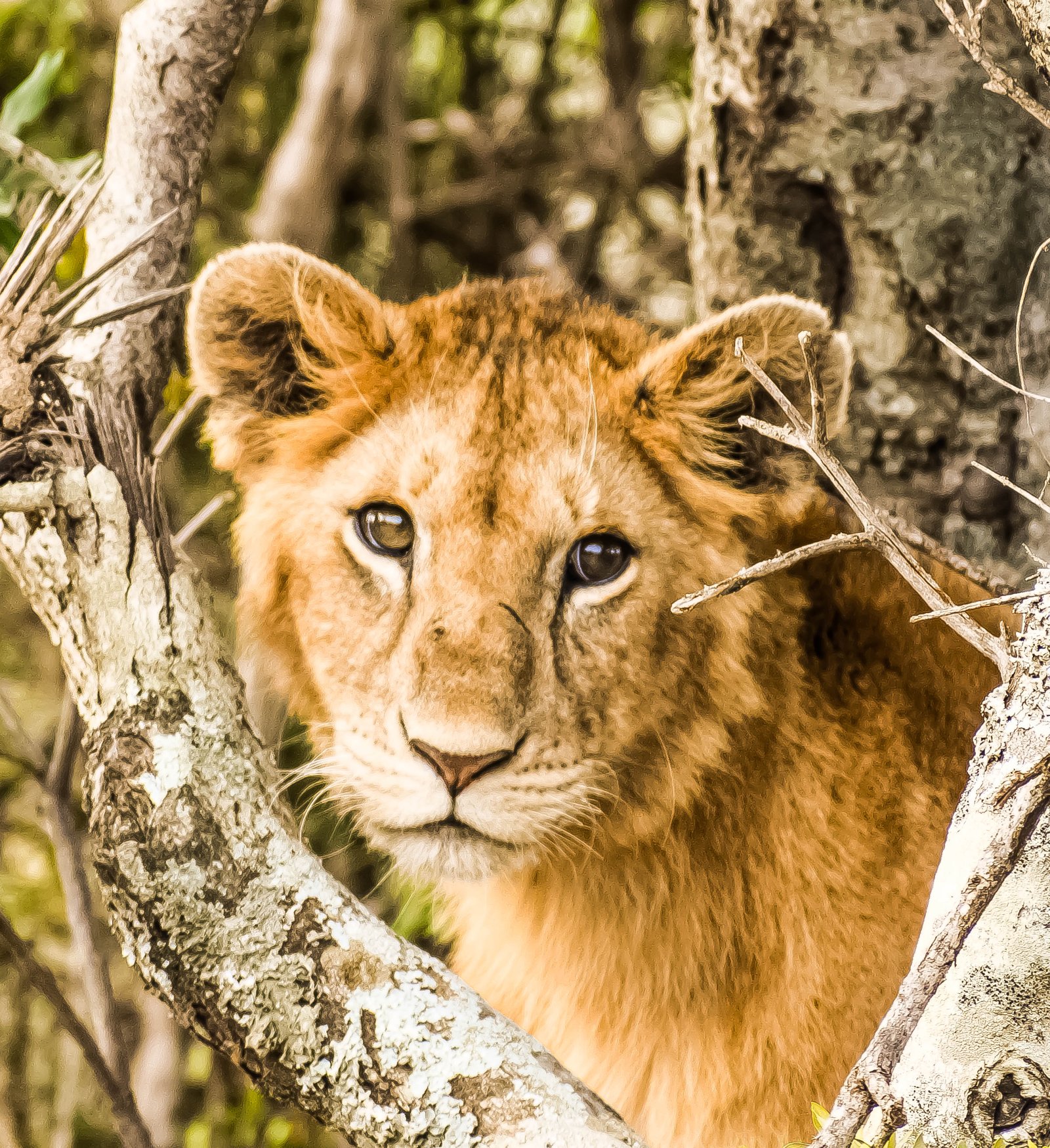 Heading 1: Unveiling the Beauty of Wildlife: A Journey into the ⁢Natural Habitats of Animals