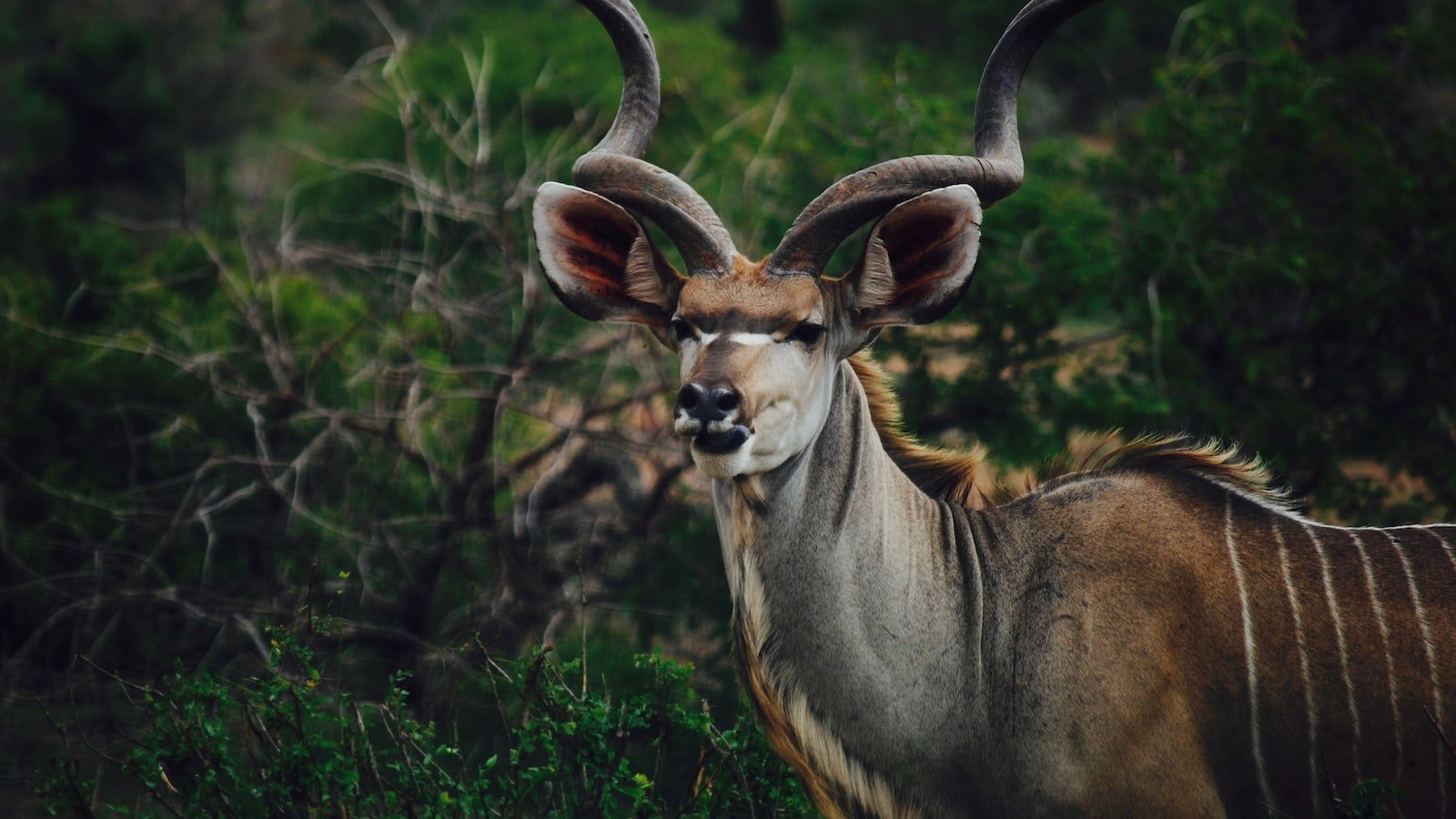 Heading 5: Curiosity Meets Conservation: The Role of Citizen Science in Wildlife Discoveries​ and Preservation